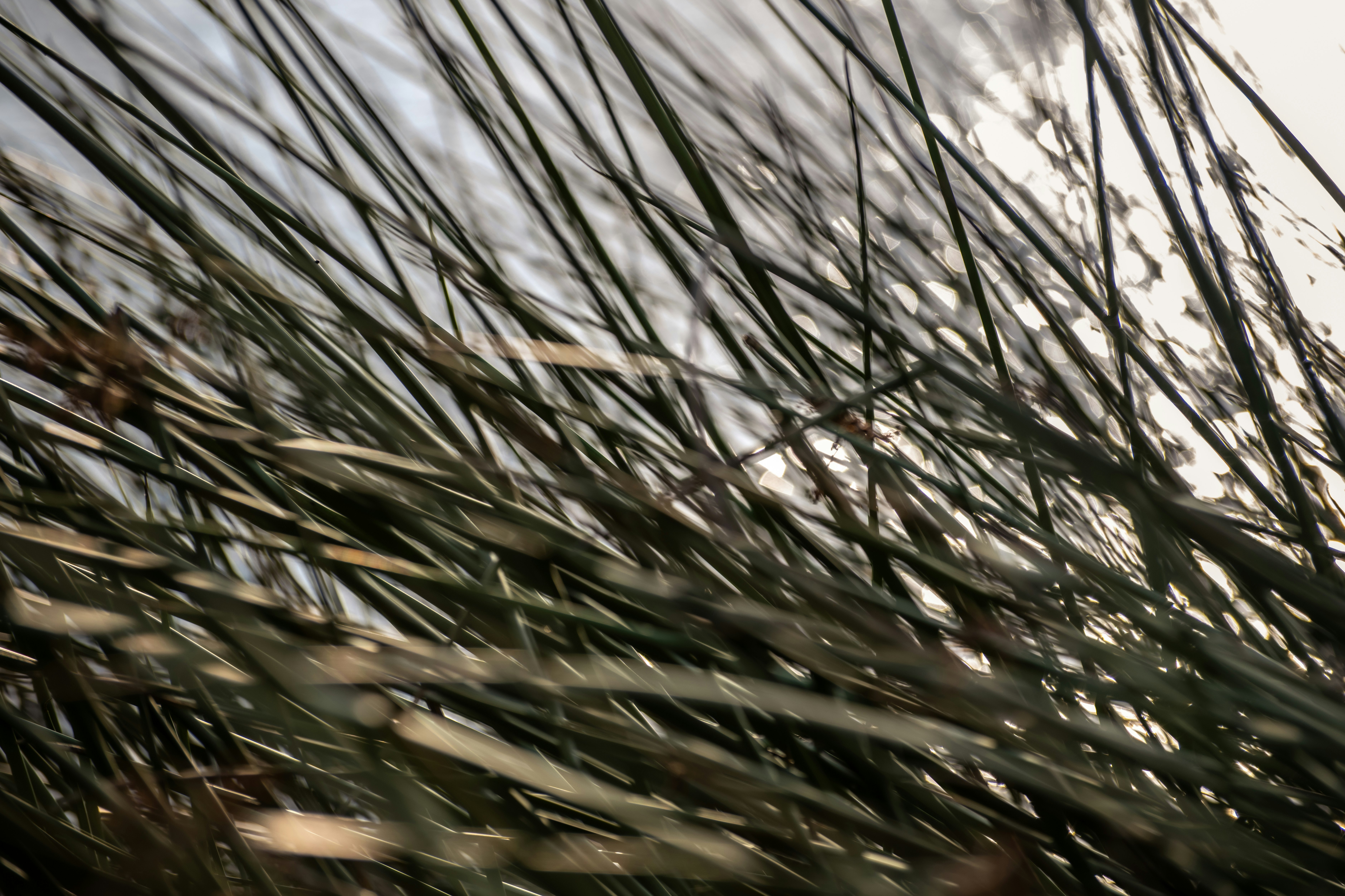 green and brown wheat plant